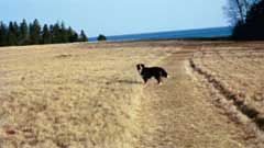 Dog in a Field